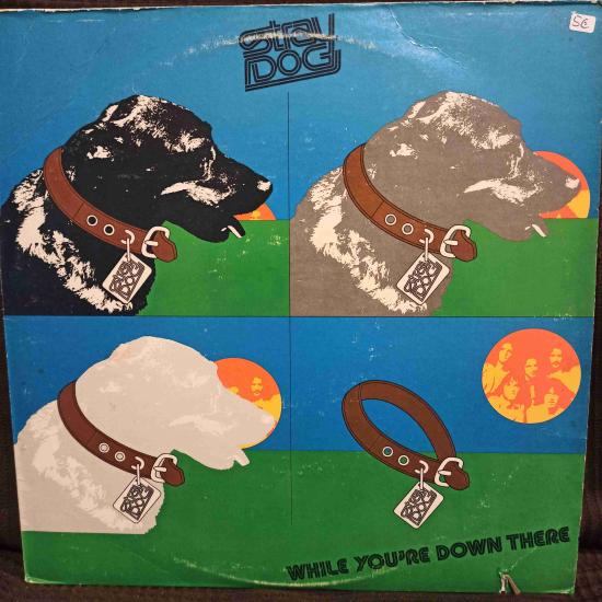 Stray Dog- While You're Down There